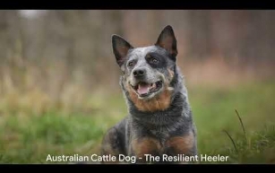 Top 3 Stock Dogs for Ranch Work