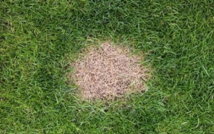 Por que o xixi do cachorro mancha a grama? Tem solução?