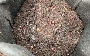 Seed Potatoes – Growing in Late Spring in SoCal