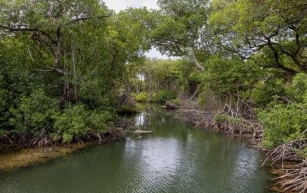 Watery, Peaceful, Wild: The Call of the Mangroves