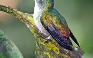 Sometimes Travel is for the Birds: The Ecuadoran Andes