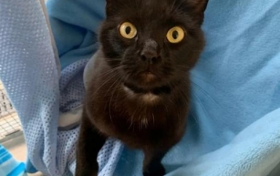 RSPCA Kent Charity Struggles to Rehome Black Cats: Takes 3x Longer Than Others