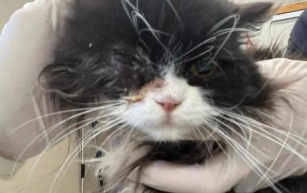 RSPCA Appeals for Help for Abandoned Cat with Eye Injury