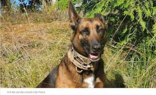 Lincoln City Police Dog Helps Locate Missing Elderly Couple In Crashed Car