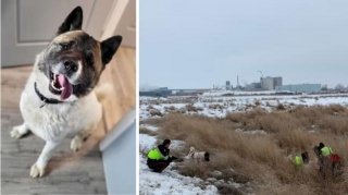 Hero The Dog Lives Up To His Name And Leads Rescuers To Owner Who Spent 2 Days In A Ditch