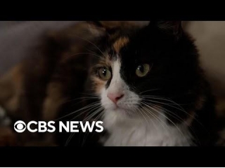 Cat Saves Diabetic Owner's Life