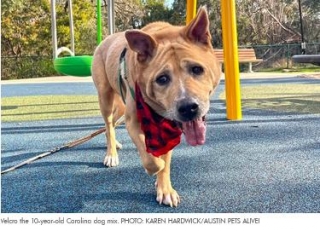 'Gentleman' Senior Dog In Shelter For 2 Years Finds Ideal Adopter In Fellow Senior Citizen (Exclusive)