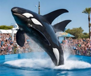 Free Sea World Tickets For U.S. Military, Veterans And Their Families