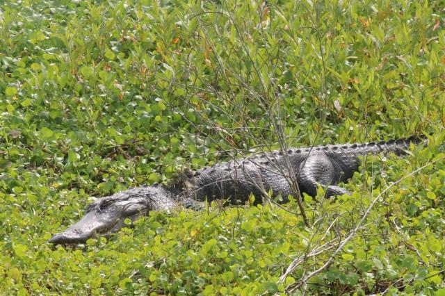 Alligators and Wild Horses: A Thrill & Stir of Emotions.