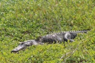 Alligators And Wild Horses: A Thrill & Stir Of Emotions.