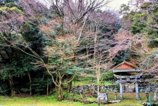 The Forest At Oyamazumi Shrine In Sechibaru