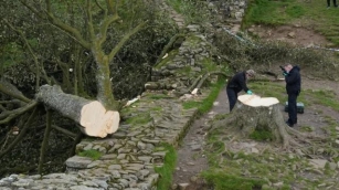 Homens Que Cortaram árvore Centenária, Destruindo Património Mundial, Vão A Julgamento No Reino Unido