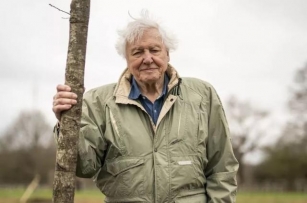 O Alerta Severo De David Attenborough: Deixar Florir Os Relvados. Parar Os Cortes Até Ao Fim Da Floração.