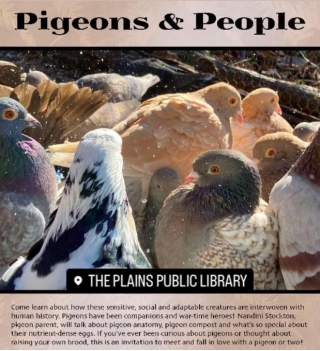 Pigeons For Manure, Eggs, And Meat