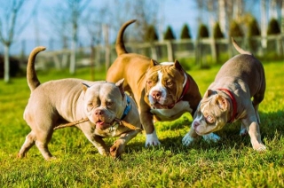 Everything You Need To Know About American Bully Breed Care And Its Characteristics