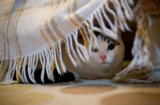Why Is My Cat Hiding All The Time? A Veterinarian Explains