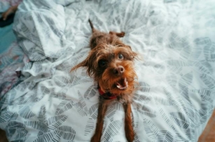 Why Does My Dog Dig On My Bed? What This Sheet-Ruffling Behavior Means