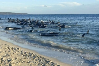 In Australia Mass Whale Stranding, A Better Than Usual Outcome
