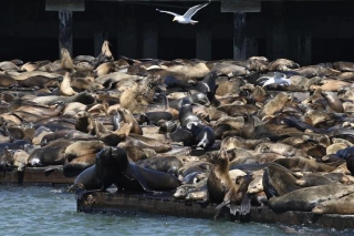 1K Sea Lions Plop Themselves Along SF's Pier 39