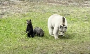 White Grizzly And Cubs Meet A Tragic End