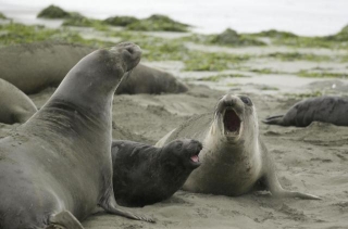 Canada Relocates Elephant Seal, But He's Not Having It