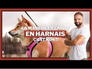 La Marche En Laisse, En Harnais, C'est Non !!!
