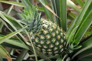 India Sends First Shipment Of High-Quality 8.7 Tons Pineapple To UAE