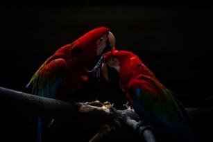 All About Blue And Gold Macaws & Where To Get Them