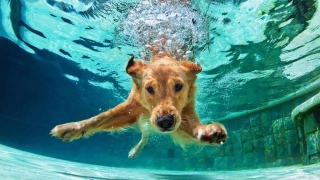 Take Note Of Golden Retriever's Swimming Safety Essentials