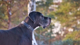 Essential Care Tips For Your Great Dane
