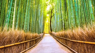 Immerse In Kyoto's Bamboo Grove Adventure