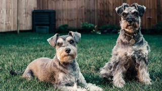 Essential Dental Care Tips For Your Schnauzer