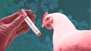 First Human Death From Bird Flu Strain Reported In Mexico