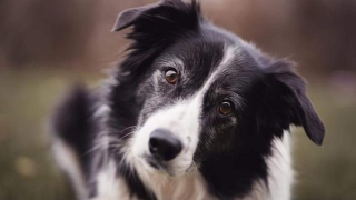 Check Out Border Collie's Coat Care Tips