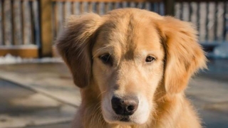Essential Paw Care Tips For Labrador Retrievers