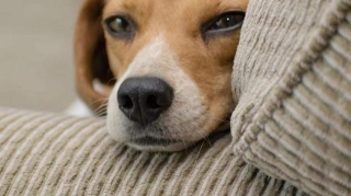 Beagle Puppy Training: Bite Inhibition Basics