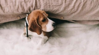 Natural Foods You Should Add To Your Beagle's Diet