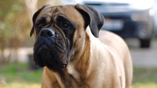 How To Manage Your Bullmastiff's Wrinkles