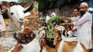 Goat Prices Soar In Bhopal Ahead Of Eid-al-Adha, Security Heightened Across India