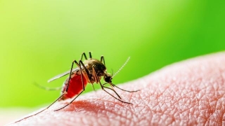 Kerala: Health Department Issues Alert As West Nile Fever Spreads: What Is West Nile Fever And How To Stay Safe?