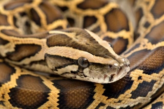 Snakes On A Plate: Why You Should Be Eating Python