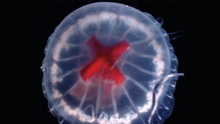Bizarre Jellyfish With Bright Red Cross For A Stomach Discovered In Volcanic Caldera Off Japan