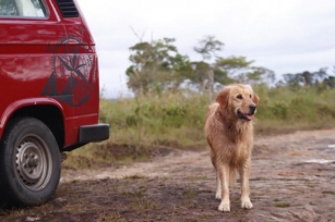 10 Dog Breeds For Camping: Adventurous Companions For Outdoorsy Folks