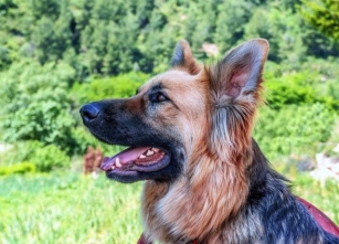 German Shepherd Wolf Dog: Unveiling The Mystique Of This Majestic Hybrid