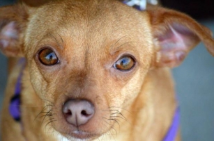 Chiweenie 101: Your Ultimate Guide To The Chihuahua Dachshund Mix