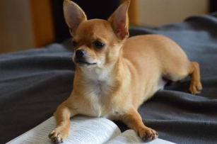 Types Of Chihuahuas: By Head Shape, Size, Coat Length, And Color