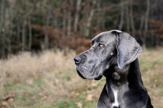 Great Dane Mastiff Mix: Is This Gentle Giant The Right Dog For You?