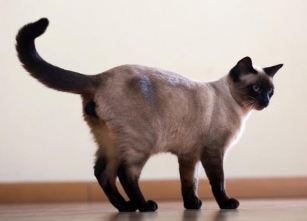 12 بهترین نژاد گربه برای صاحبان اولین بار (همراه با تصاویر)