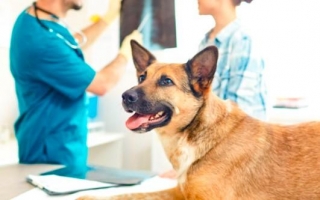 The Animal Health Market Focused On Our Furry Friends Is Booming