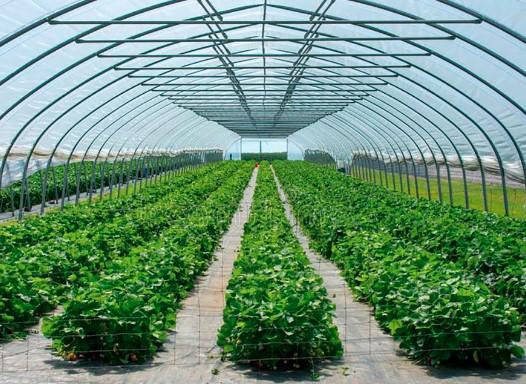 The Potential of Greenhouse Farming in Protected Cultivation Market